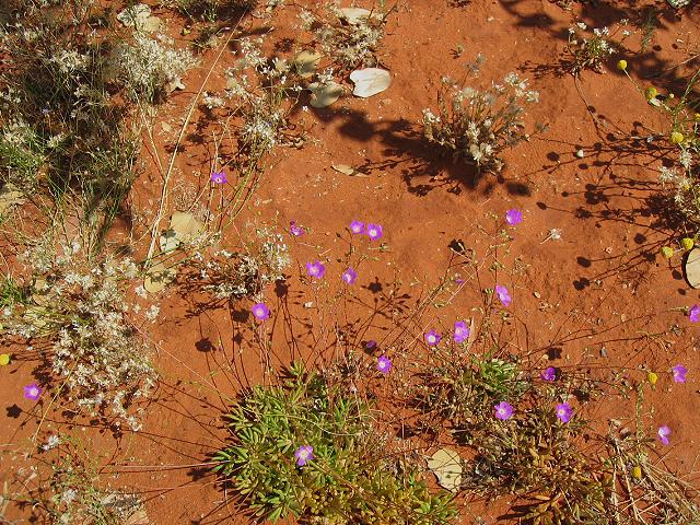 A 288 Alice Springs - Desert Park.jpg
